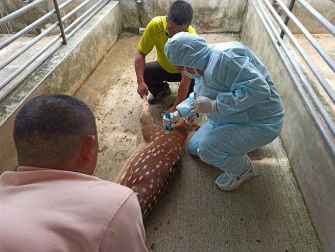新北市动保处兽医为场内鹿群进行结核菌素检测。（新北市动保处提供）