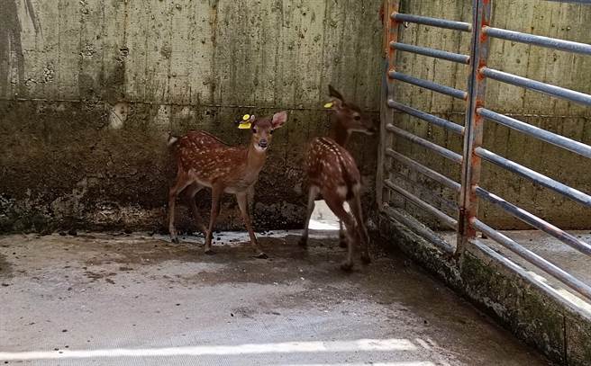 养鹿场的鹿只都有订上耳标作为识别及管理。（新北市动保处提供）