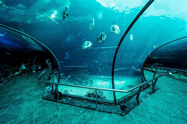 屏东海生馆开放2023年度夜宿海生馆活动预约，首日超过千人订购。（谢佳潾摄）