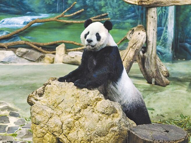 大猫熊「团团」8月癫痫，病况令粉丝担心，目前已开始服用抗癫痫药物，且并未出现副作用。图为团团病后的近照，预计最快18日可復出与大家见面。（台北市立动物园提供／游念育台北传真）