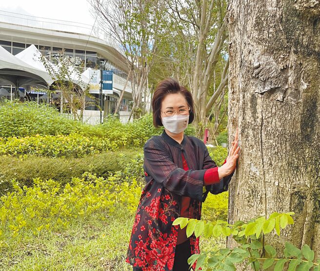 琼瑶现身淡水沪尾艺文休閒园区，抚摸她种了超过30年的爱树火焰木。（林淑娟摄）
