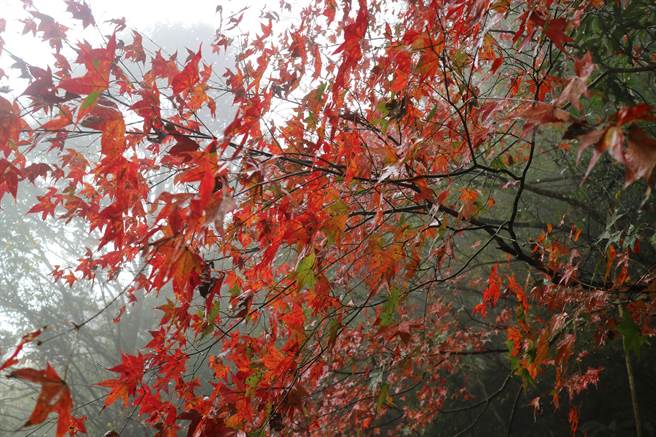 霞喀罗古道枫红迷人，但今年起尖石乡公所实施车辆管制以及接驳运输等措施。（新竹林区管理处提供／邱立雅竹县传真）