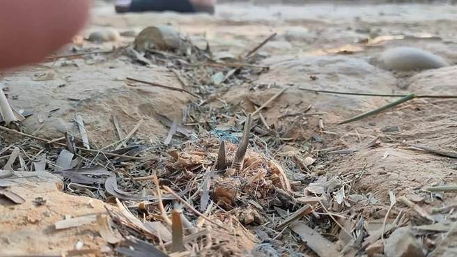 近日有车友发现大肚山1处山坡地，地上出现类似钉子尖锐物，疑似被人刻意埋在地上，导致很多人的轮胎被刺破。（民眾提供／潘虹恩台中传真）