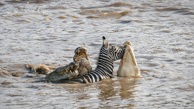 斑馬在河中大戰鱷魚群，最後竟奇蹟脫身，讓鱷魚全數吃癟。（示意圖／達志影像）