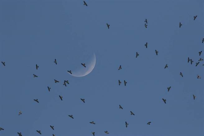 恒春半岛正吹落山风，猛禽过境也在上演中，据统计，今年累计有17万4143只赤腹鹰过境。（台湾猛禽研究会林经国提供／谢佳潾屏东传真）