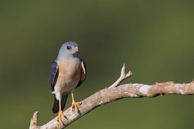 恒春半岛正吹落山风，猛禽过境也在上演中，据统计，今年累计有17万4143只赤腹鹰过境。（台湾猛禽研究会林经国提供／谢佳潾屏东传真）