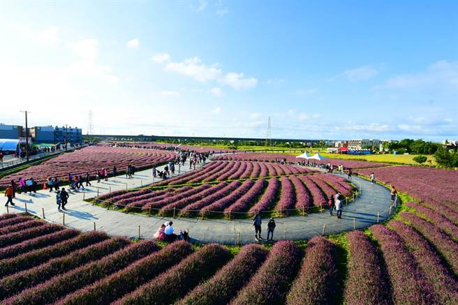 杨梅休閒农业区为年底即将登场的仙草花节暖身，举办创意摄影比赛。图为2021年仙草花节活动现场。（杨梅休閒农业区提供／蔡明亘桃园传真）