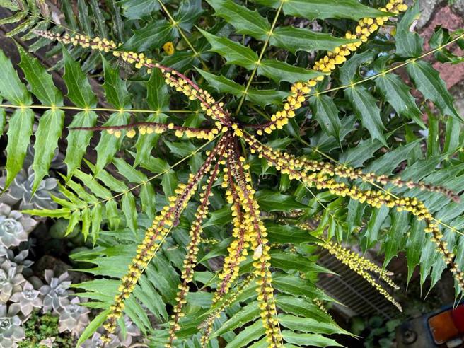 10月阿里山国家森林游乐区赏花焦点「阿里山十大功劳」开花，长穗状金黄色花序，形如章鱼舞爪，在阿里山车站、阿里山工作站、小笠原山观景台、姊妹潭及贵宾馆，都可见到十大功劳的身影。（图/ 中央社）

