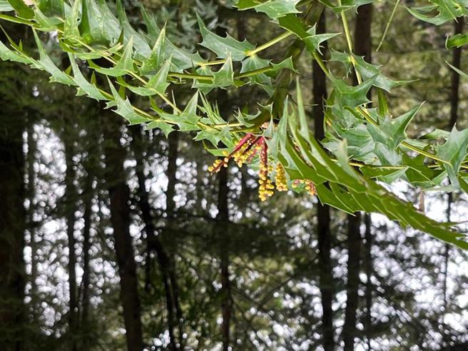 10月阿里山国家森林游乐区赏花焦点「阿里山十大功劳」开花，长穗状金黄色花序，形如章鱼舞爪，也是传统的中药材，一般以茎、叶入药，有10种药效，所以称为十大功劳。（图/ 中央社）
