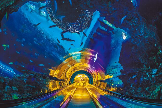 屏東海生館開放2023年度夜宿海生館活動預約，首日超過千人訂購。（謝佳潾攝）