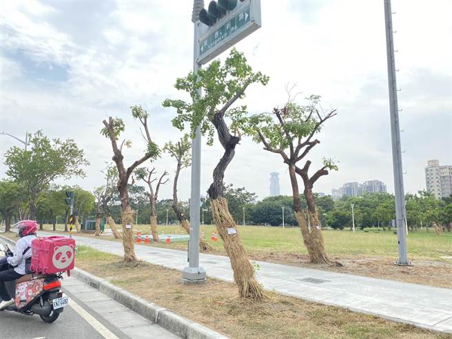 森林城市协会踢爆，高雄市开辟新德路至博爱路口段20公尺宽新路，导致50颗树木违法遭破坏或直接断头。工务局坦言包商违法修剪，现场已停工并依契约开罚。待厂商上完修剪教育课程、检讨后才会准予復工。（森林城市协会提供／袁庭尧高雄传真）