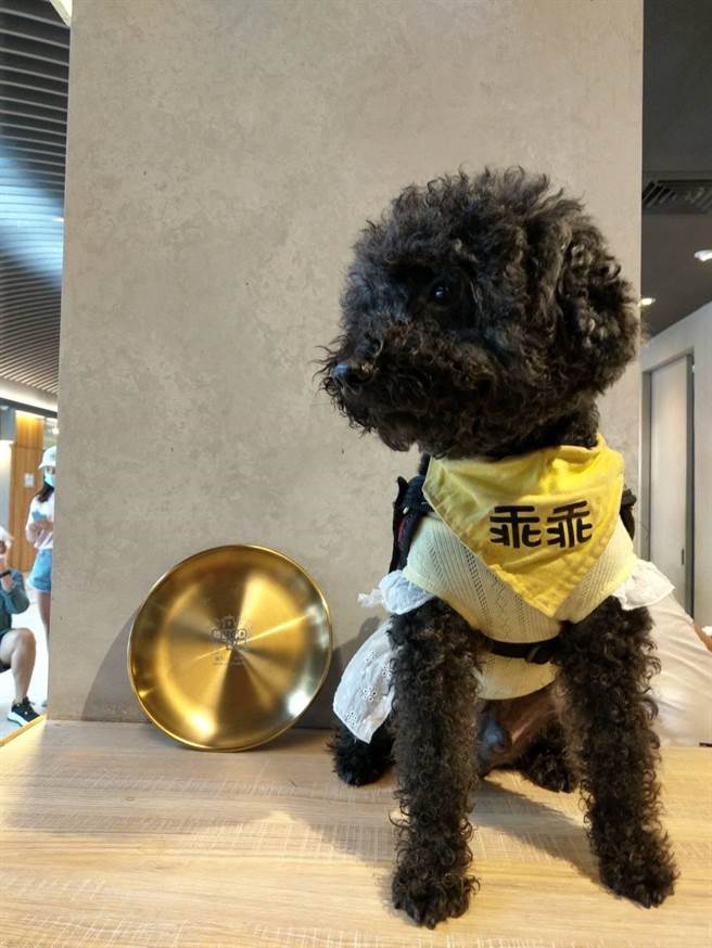 「乖乖」領到榮耀金飯碗。（新北市動保處提供）