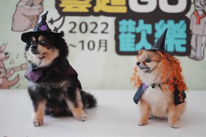 配合月底的萬聖節，飼主替狗狗悉心打扮。（新北市動保處提供）