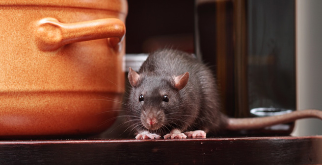 香港網友到燒臘餐廳吃飯時，發現一隻肥滋滋的老鼠爬上廚房平台、大啖滷水鴨。(示意圖/達志影像)