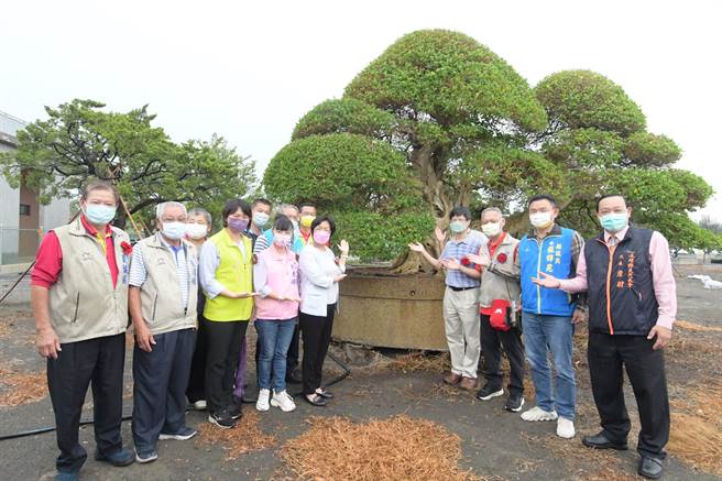 永靖乡园艺景观产业园区正式开幕，业者进驻，一株寿娘子盆栽，喊出600万元，让人大开眼界。（吴敏菁摄）