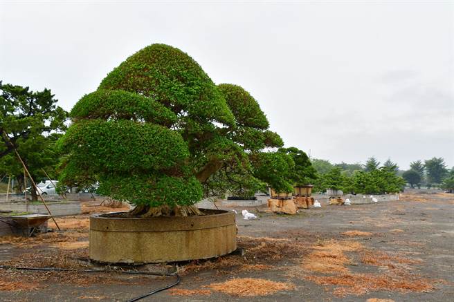永靖乡园艺景观产业园区正式开幕，共分15个单元，进驻业者逐步打造特色。（吴敏菁摄）