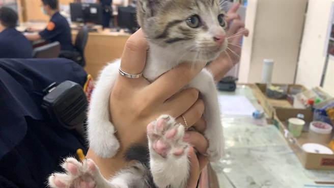 桃園警分局武陵派出所員警日前處理車禍時，熱心的林姓女子發現浪貓，最後發現貓咪無主，由林女領養。(警方提供)