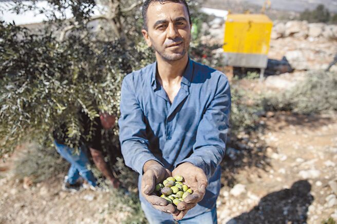 乾旱下的橄榄油危机图╱美联社