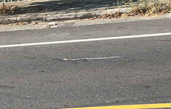 一条小蛇被辗毙，意外勾起网友儿时回忆。（翻摄路上观察学院脸书）