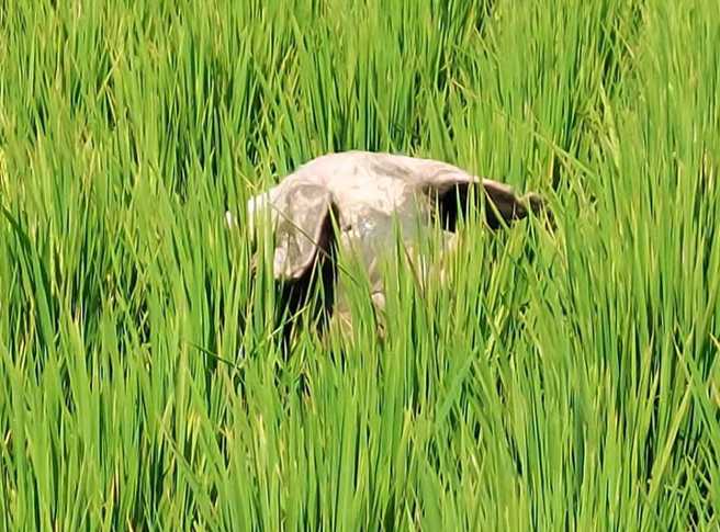 （翻摄云林县警察局 斗南分局脸书）