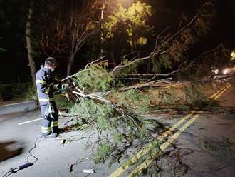 澎湖颳11級強陣風釀災 路樹倒塌、招牌被吹落