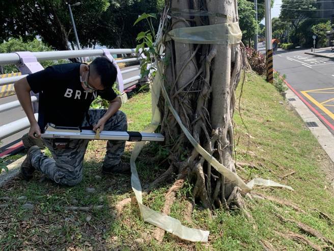 透过不同的非破坏性检测仪器检测，评估人员能及时识别树木腐朽倒塌的风险程度。（新北市景观处提供）