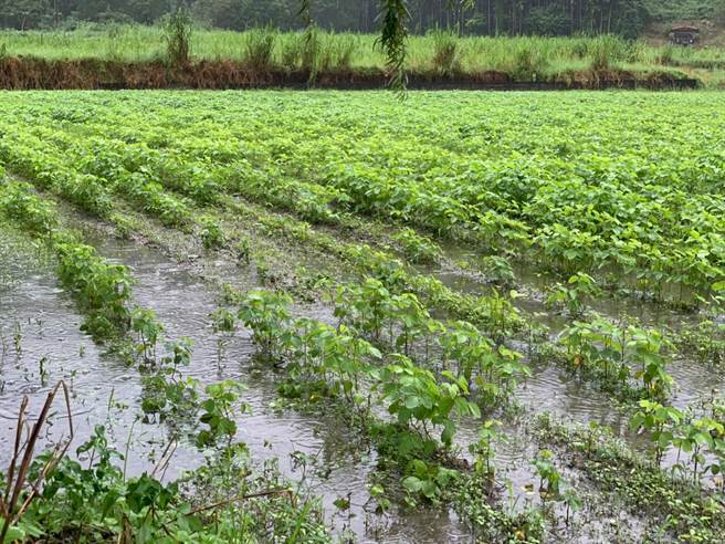 連日降雨，花蓮縣府到光復鄉勘查大豆田泡水狀況。（花蓮縣府提供／王志偉花蓮傳真）