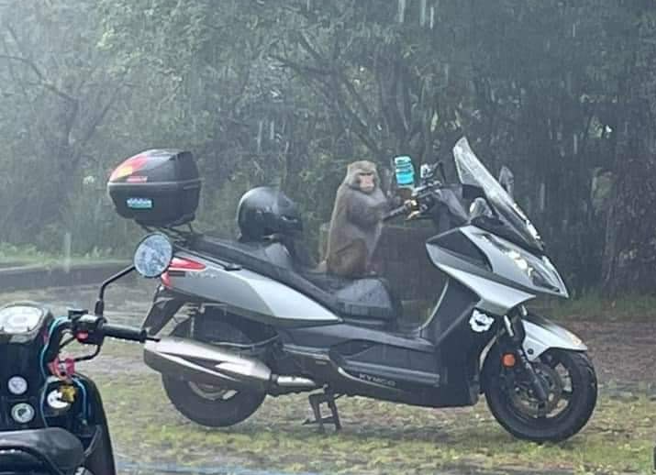 有网友开玩笑表示放树枝是防止机车被猕猴骑走。（翻摄自脸书路上观察学院）