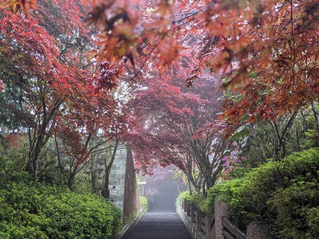 太平山國家森林遊樂區於20日上午8時起恢復開園。（羅東林管處提供／吳佩蓉宜蘭傳真）