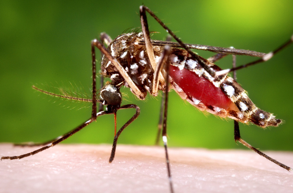 为何蚊子老是叮我、不叮别人？美国最新研究发现和皮肤气味有关，特别容易被蚊子叮的人，皮肤分泌的「羰基」（carboxylic acid）酸性化合物浓度特别高。（资料照／美联社、美国CDC）(photo:ChinaTimes)