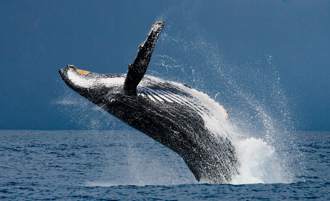 父子海釣見魚群躍出水面 下秒座頭鯨現身 驚險畫面曝 