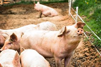 陸發改委：豬價進入過度上漲一級預警 近日投放第6批豬肉儲備