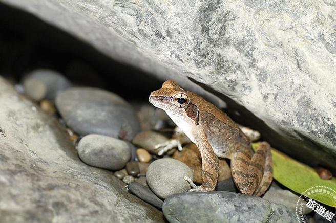 梭德氏赤蛙(三峡哇蛙兵Frog in Sanshia提供)
