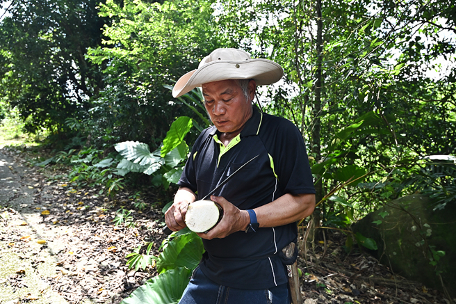 大武壠族的坤哥是植物達人，他正在示範如何將姑婆芋的根搗爛，敷在被虎頭蜂螫到的部位，可減緩疼痛、消除紅腫。(攝影/Carter)