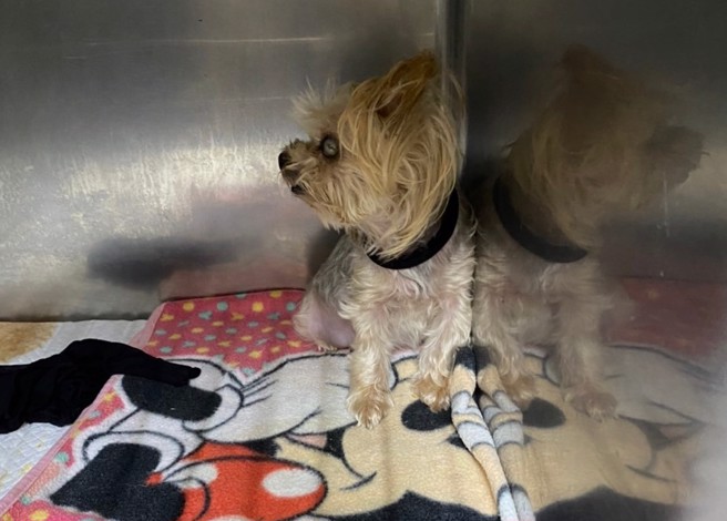 约克夏住院坚持缩在角落，看到主人也没反应，直到进行离世沟通，才知道牠其实是在生气。(图/妹妹的姐姐提供)