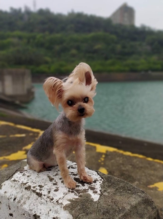 约克夏「妹妹」最喜欢的麻豆照。(图/妹妹的姐姐提供)