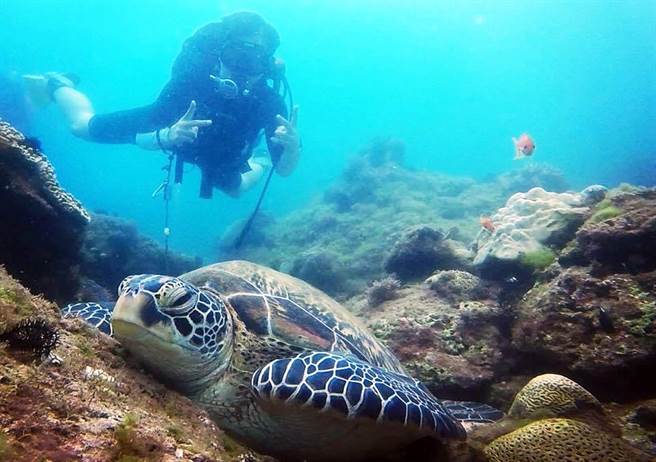 屏县环保局打造小琉球污水设施，为海龟创造优质生活环境。（林和生摄）