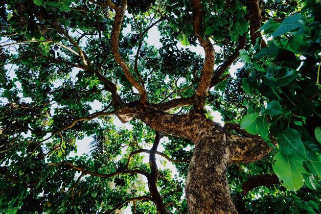 园内保留许多老树，形成丰富自然地景。（张美雪提供／张毓翎台南传真）