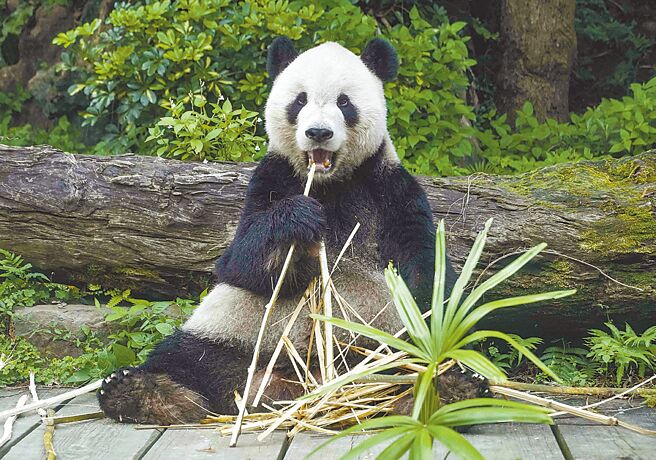 大貓熊「團團」出現後肢腿軟、食慾下降狀況，園方決定讓「團團」留在後場觀察。（台北市立動物園提供／游念育台北傳真）