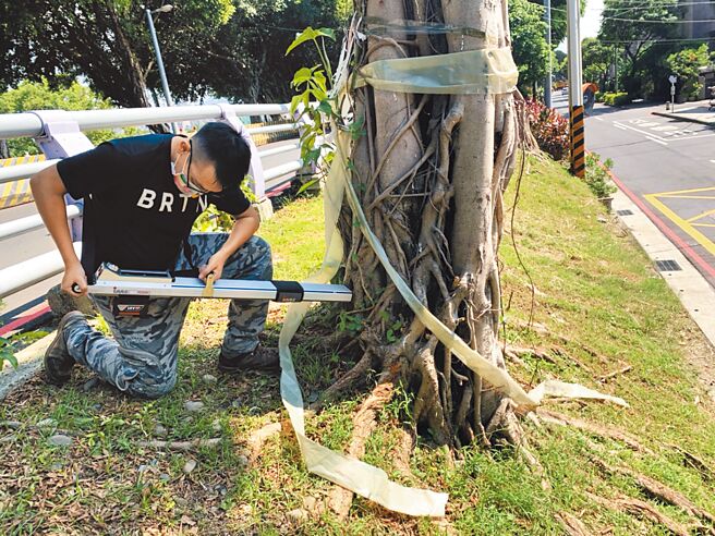 透過不同的非破壞性檢測儀器檢測，評估人員能及時識別樹木腐朽倒塌的風險程度。（新北市景觀處提供／呂健豪新北傳真）