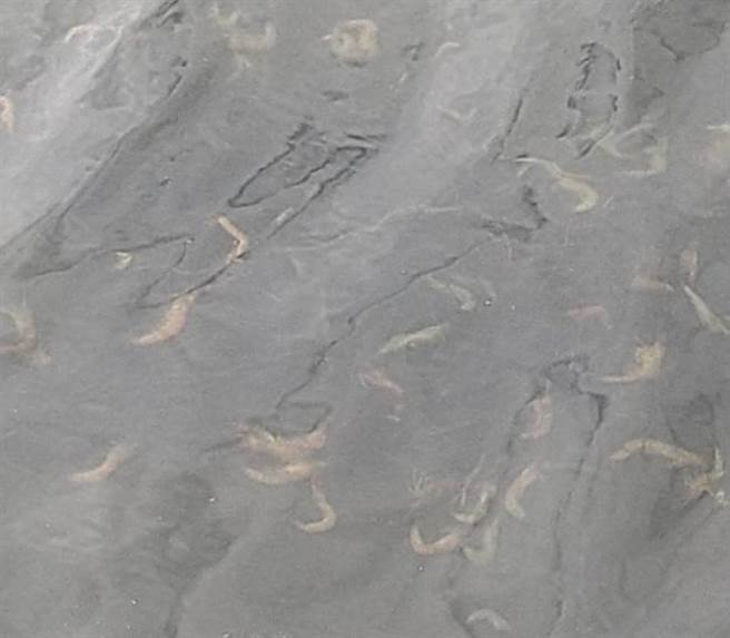  渔民发现后通报村长，村长郑鹏丰说，目前了解有2家漏油，已通报但无法确定灾损情形。（民眾提供／吴建辉彰化传真）