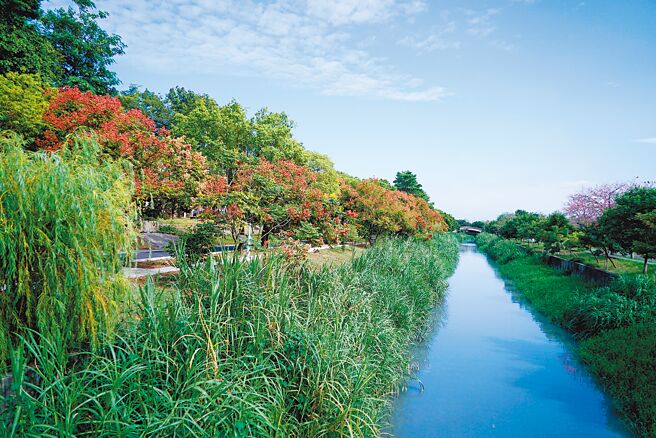 彰化县北斗河滨公园自行车道两旁有绵延1.5公里长的美人树大道，常吸引民眾来赏花、休憩，却因该处紧邻东螺溪水沟边，常常会飘来阵阵恶臭，让许多民眾败兴而归。（吴建辉摄）