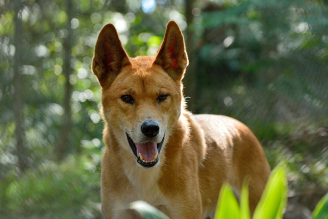 澳洲野犬是一种野化犬类，基因上是介于狼和犬之间的动物，是澳洲当地的危险掠食者。（示意图／达志影像）