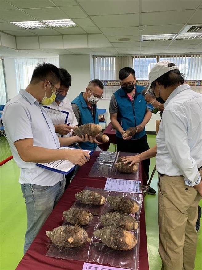 台中市优质芋头评鑑今天登场，今年共60组农友报名参赛。（台中市农业局提供／陈淑娥台中传真）