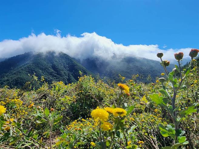 武陵農場雲海、雲瀑搭配繽紛花海，交織成一幅如詩如畫的美景。（武陵農場提供／陳淑娥台中傳真）