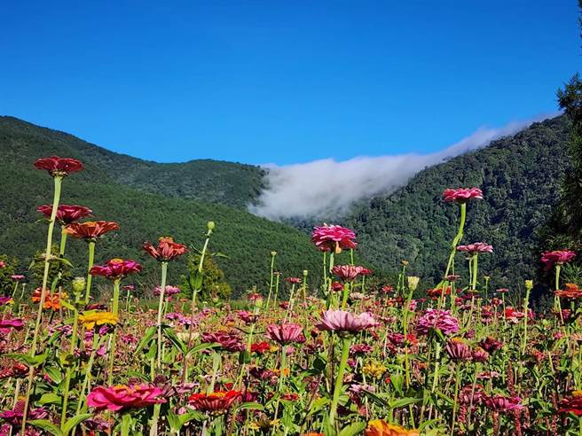 武陵農場雲海、雲瀑搭配繽紛花海，交織成一幅如詩如畫的美景。（武陵農場提供／陳淑娥台中傳真）