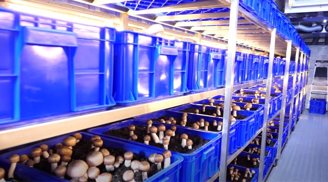 醒吾科大香槟茸货柜植物工场内已有满满甜美的香槟茸。(醒吾科大提供)