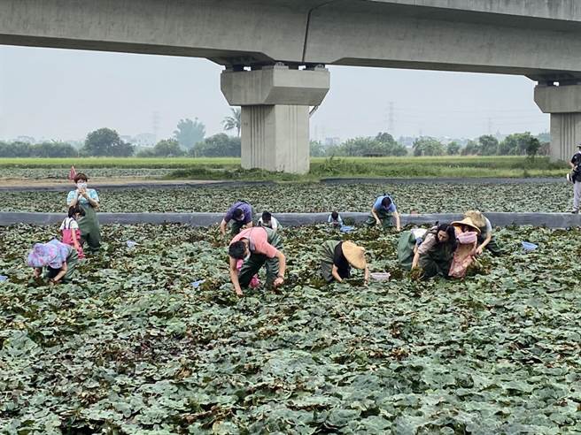 民眾穿青蛙装下水採菱角。（台南农业局提供／李俊淇台南传真）