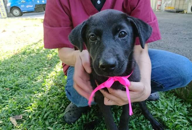 新北市动保处为毛宝贝别上粉红丝带。（新北市动保处提供／李奇叡新北传真）