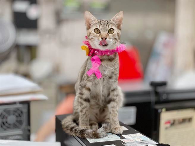 新北市动保处为毛宝贝别上粉红丝带。（新北市动保处提供／李奇叡新北传真）